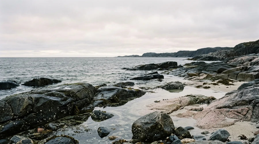 A rocky North Atlantic shoreline at low tide, the kind of coast where wild sea moss grows.
