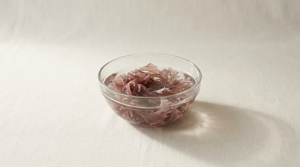 Sea moss soaking in water